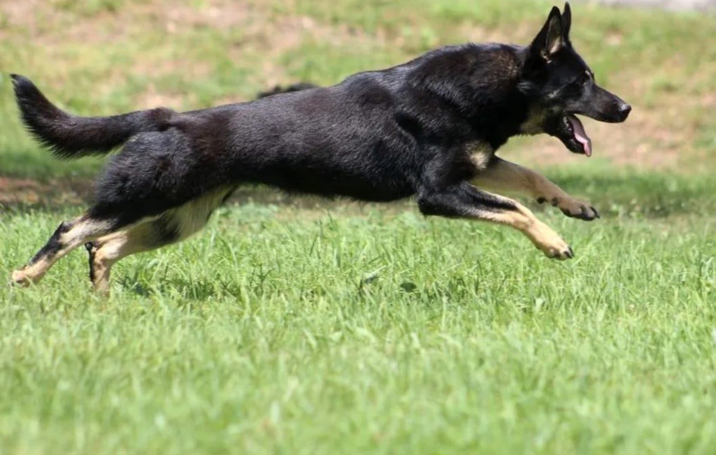 A'sugar von den reinhardswälder wolfen