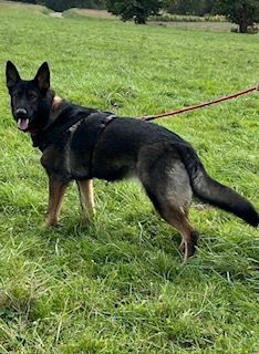 Véline du Domaine d'Hilara