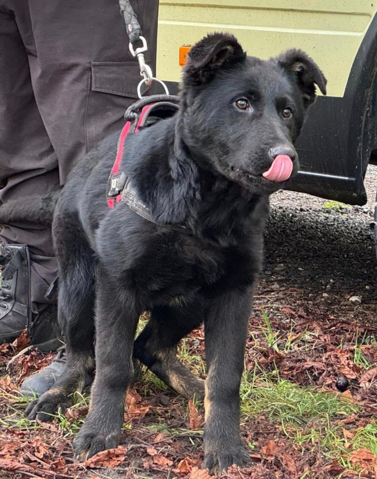 ATHOS DIT LEITO Ultimate adelaar aritar bastet / A'sugar von den reinhardswälder wolfen