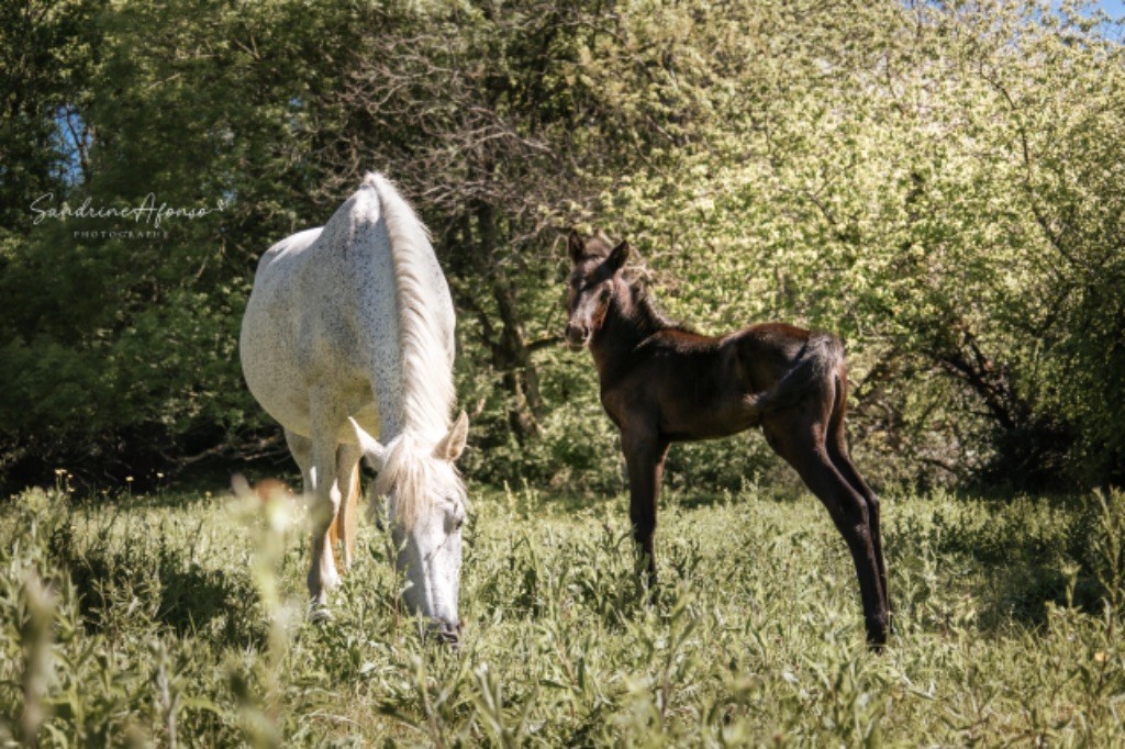 Les animaux de la ferme