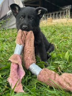 du Domaine d'Hilara - Chiots disponibles - Berger Allemand