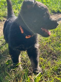 du Domaine d'Hilara - Chiots disponibles - Berger Allemand