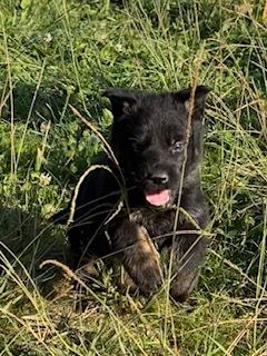 du Domaine d'Hilara - Chiots disponibles - Berger Allemand