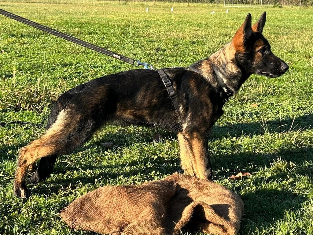 du Domaine d'Hilara - Chiots disponibles - Berger Allemand