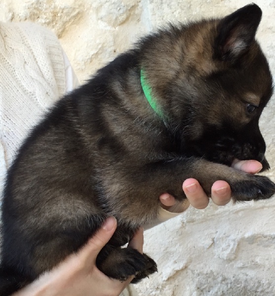 du Domaine d'Hilara - Berger Allemand - Portée née le 02/12/2014
