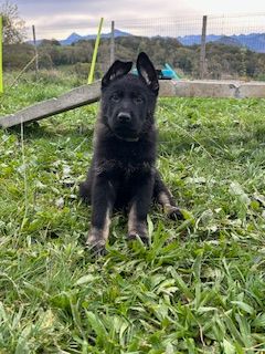 du Domaine d'Hilara - Chiots disponibles - Berger Allemand
